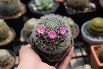 Cropped hand holding potted plant