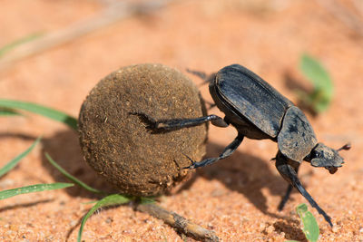 Close-up of insect