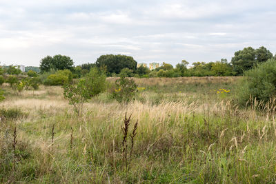 Scenic view of field against sky