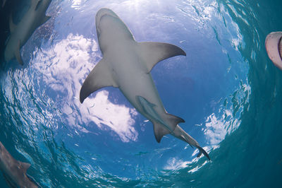 Fish swimming in sea