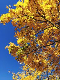 Low angle view of yellow tree against blue sky