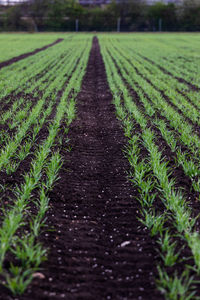 Surface level of footpath amidst field