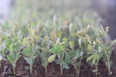 Close-up of plant growing on field