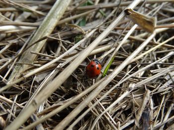 Close-up high angle view of ladybug on hay