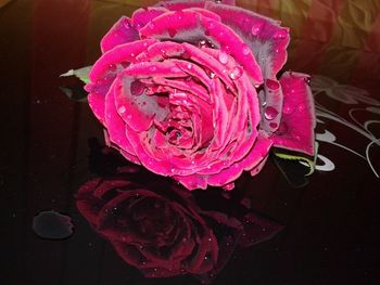 Close-up of wet pink rose