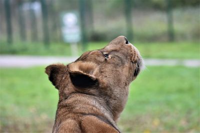 Close-up of a lioness on field