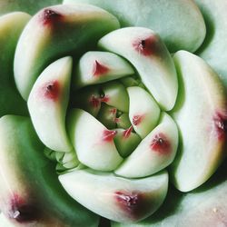 Full frame shot of fruits