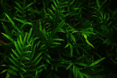 Fern in forest