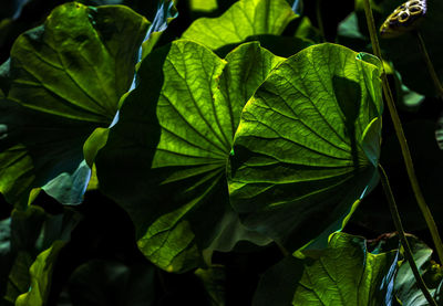 Close-up of fresh green leaves