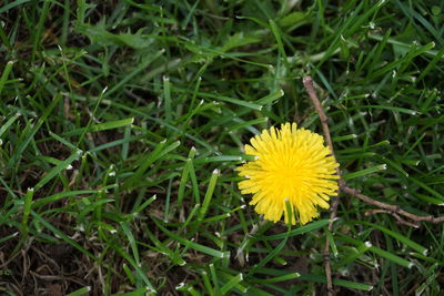 Close-up of yellow flower blooming in field