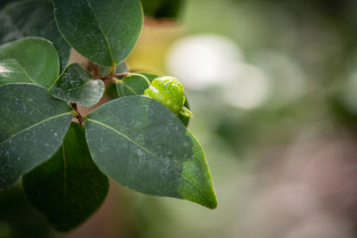 Close-up of green leaves on plant