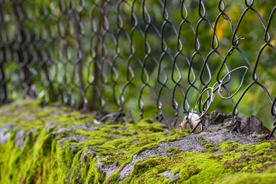 Close-up of moss on rock