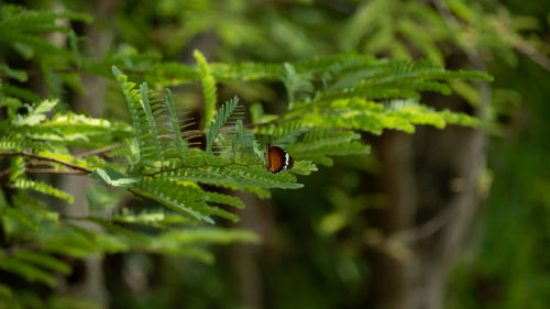 Close-up of insect on leaf