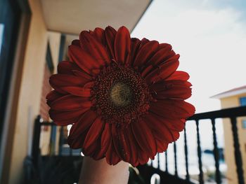 Close-up of hand holding red flower