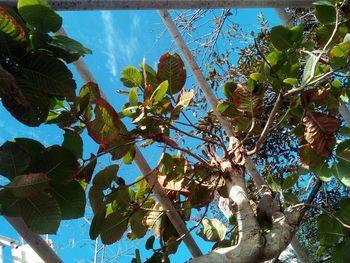 Low angle view of tree against sky