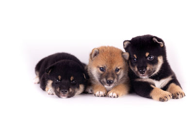 Portrait of cute puppy in white background