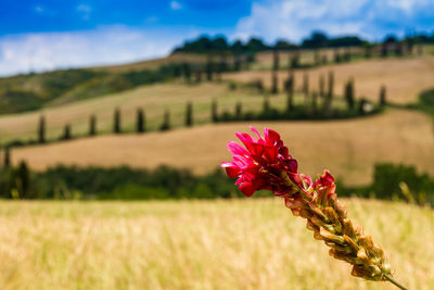 Close-up of flowering plant on field against sky