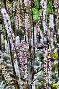 Close-up of flowering plant