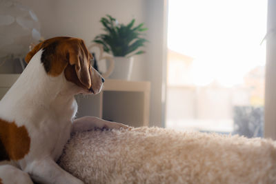 Dog relaxing at home