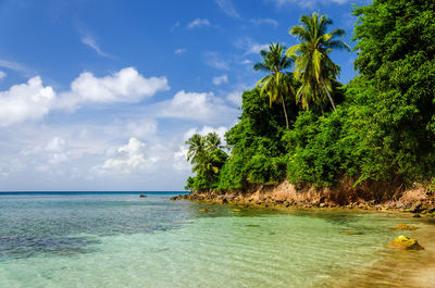 Trees growing by caribbean sea against sky