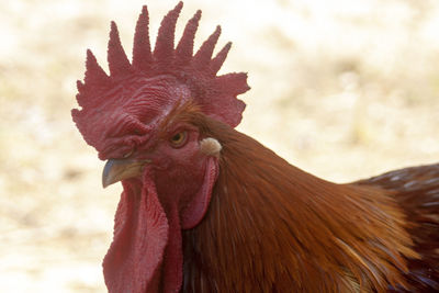 Close-up of rooster