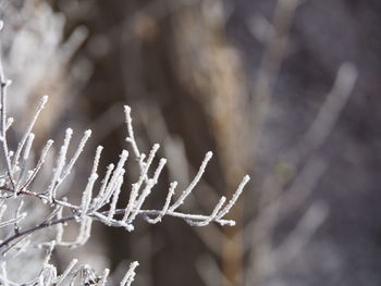 Close-up of snow on plant