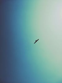 Low angle view of bird flying in sky