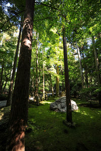 Trees in forest