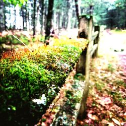Close-up of moss growing on tree trunk