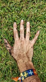Close-up of grass in field