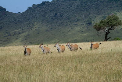 Eland antelopes on the plains of kenya