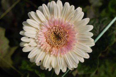 Close-up of pink flower blooming outdoors