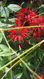 Close-up of red flower