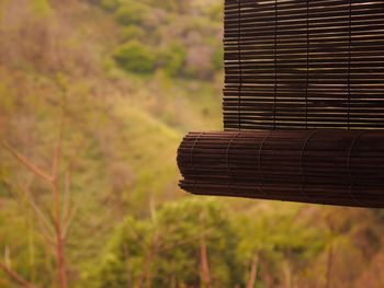 Close-up of bamboo blinds hanging against tree