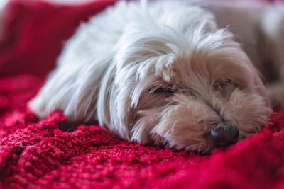 Close-up of dog lying down