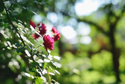 Close-up of pink flowering plant