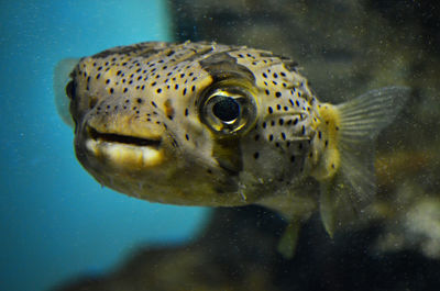 Close-up of fish swimming in sea