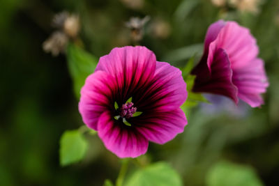 Close-up of pink flowering plant