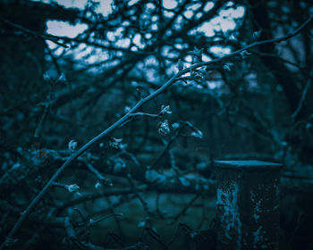 Close-up of plants against blurred background