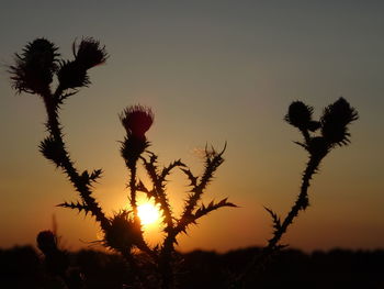 Close-up of silhouette tree against sky during sunset