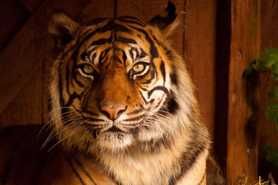 Close-up portrait of tiger at zoo