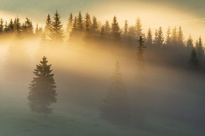 Trees on snow covered land against sky