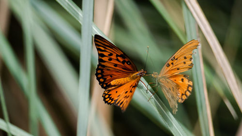 Close-up of butterfly pollinating on flower