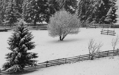 Trees on snow covered field