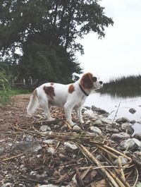 Dog standing by tree against sky