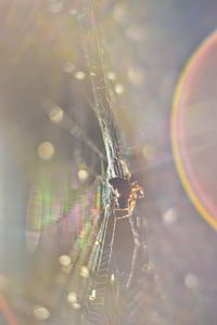 Close-up of spider on web