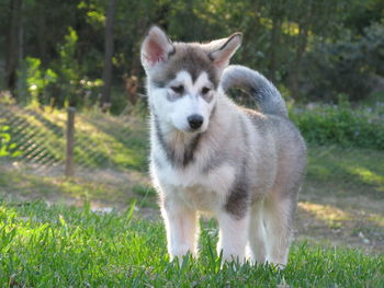 Dog standing on grassy field