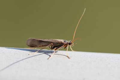 Close-up of insect on wall