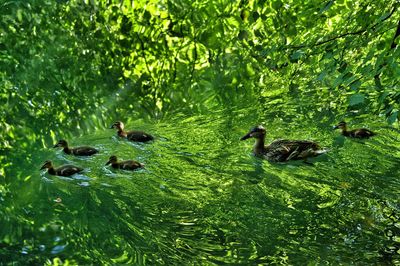 High angle view of mallard duck family swimming in lake