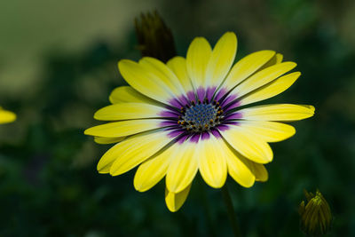 Close-up of yellow osteospermum blooming outdoors